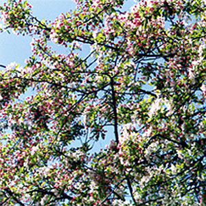 laurel blossom flower tree