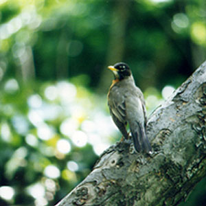 laurel blossom bird photo